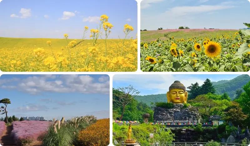 Anseong Farmland Flower Festival & Waujeongsa Temple 1 Day Tour - from Seoul - main view