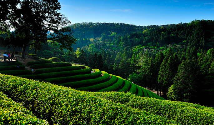 Spring Special: Boseong Green Tea Festival 1 Day Tour - from Seoul/Busan (May 1) - main view