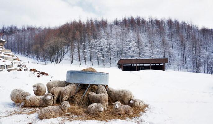 Pyeongchang / Gangneung / Hwacheon Sancheoneo Ice Festival 1 Day Private Tour from Seoul - main view