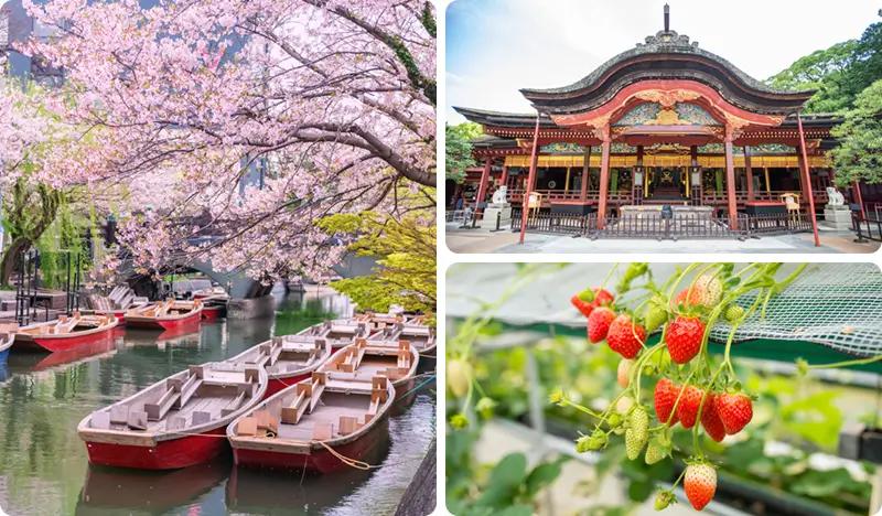 Dazaifu + Yanagawa River Cruise + Strawberry Picking 1 Day Tour - from Fukuoka (Feb 4~Apr 30) - main view
