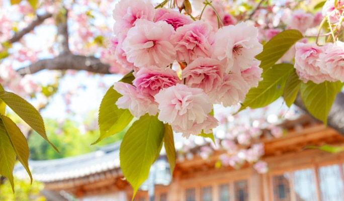 [Spring Special] Suwon Hwaseong Fortress & King Cherry Blossom Spots 1 Day Tour from Seoul (Mar 26~Apr 19) - main view