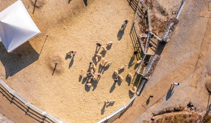 Gapyeong Sheep Ranch Discount Ticket - main view