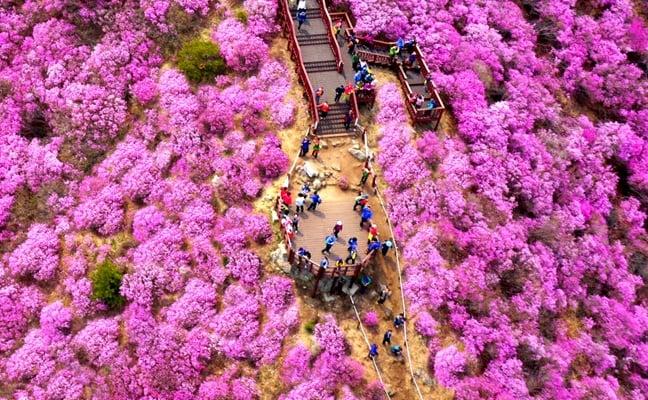Spring Special: Goryeosan Mountain Azalea Festival 2025 Shuttle Bus Package (Apr 11~13) - main view