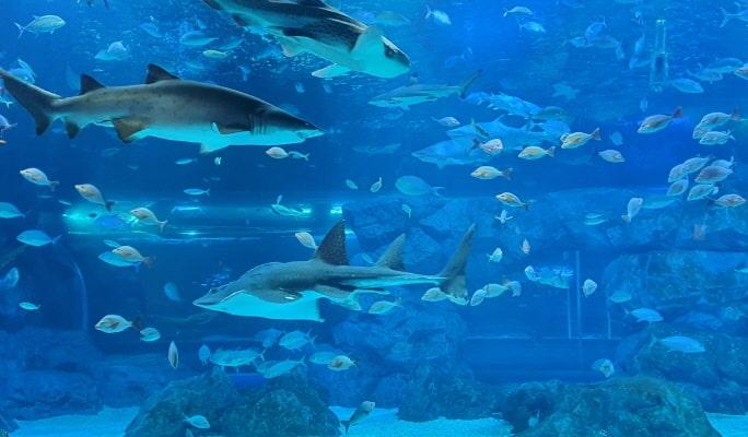 Suwon Aqua Planet Gwanggyo Admission Discount Ticket - main view