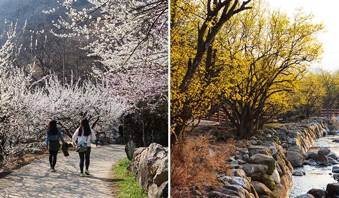 [Spring Special] Gwangyang Plum Blossom (Maehwa) & Gurye Sansuyu Festival - from Busan (Mar 9~20) - main view