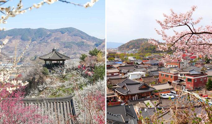 [Spring Special] Gwangyang Plum Blossom (Maehwa) Festival & Jeonju Hanok Village 1 Day Tour - from Seoul (Mar 9~20) - main view
