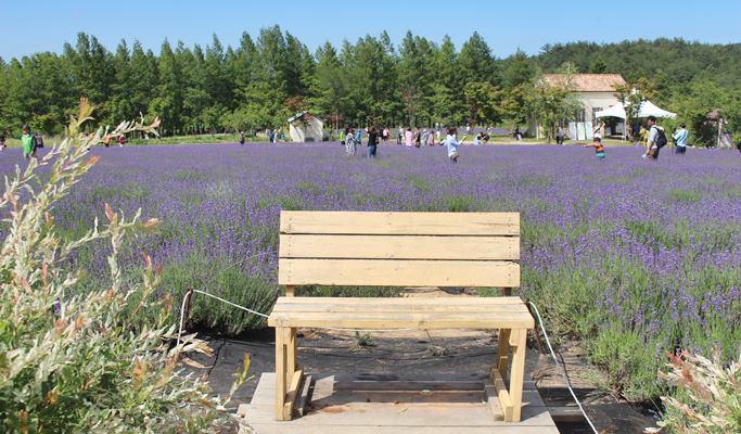 Goseong Lavender Farm & Seoraksan Mountain / Sokcho 1 Day Tour (Jun 10~22) - main view