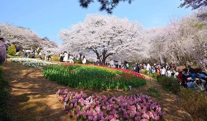 [Spring Special] Incheon Cherry Blossom 1 Day Tour from Seoul (+ Wonmisan Azalea option) - main view