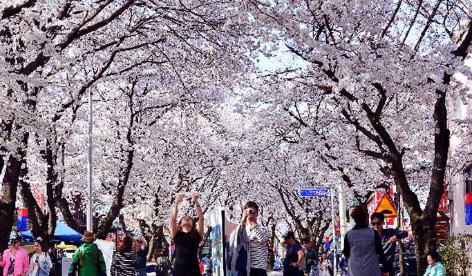 Spring Special: Jecheon Cheongpungho Cherry Blossom Festival 1 Day Tour (Apr 6~21) - main view