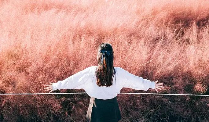 [Autumn Foliage] Jeju Pink Muhly 1 Day Tour (Sept 19~Oct 19) - main view