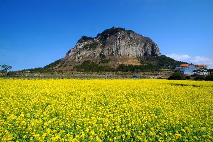 Spring Special: Jeju Island Cherry Blossom & Canola Flower Tour - Private Taxi / Van Tour (Mar 20~Apr 10) - main view