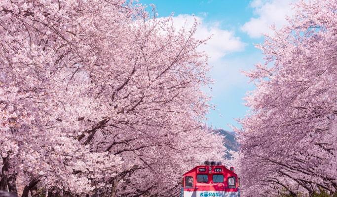 Spring Special: Jinhae Cherry Blossom 1 Day Tour from Seoul (Mar 28~Apr 6) - main view