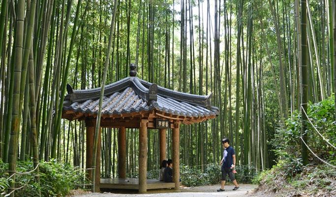 Damyang Bamboo Forest + Meta Provence Private Tour - from Seoul - main view