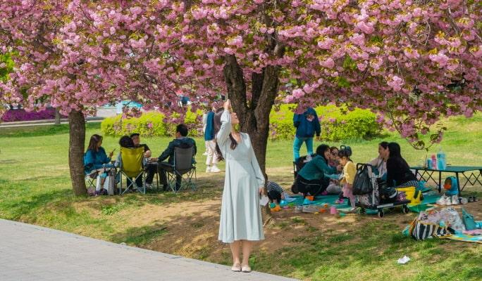 [Spring Special] Seoul King Cherry Blossom Spots 1 Day Tour (Apr 16~30) - main view