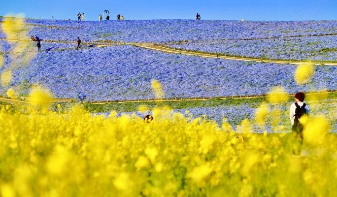Spring Special: Ibaraki Hitachi Seaside Park + Ushiku Daibutsu + Mentai Park 1-Day Tour from Tokyo (Apr 14~May 14) - main view