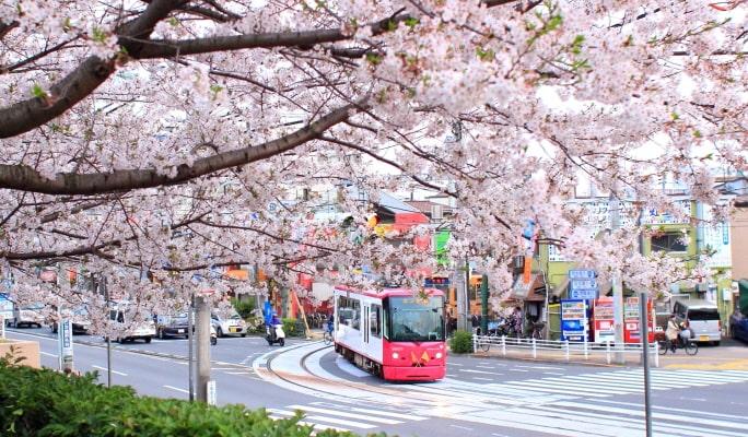 Spring Special: Showa Kinen Park + Rikugien Gardens + Asukayama Park 1 Day Tour from Tokyo (Mar 21~Apr 9) - main view