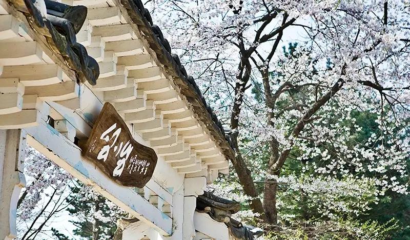 Nami Island & Alpaca World Tour (+ Rail Bike or Garden of Morning Calm options) - main view