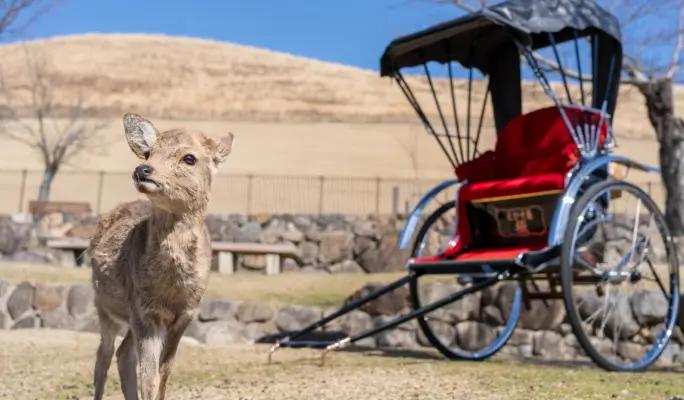 Private Charter Rickshaw Ride in Nara - Explore the City in Style with Ebisuya Rickshaw - main view