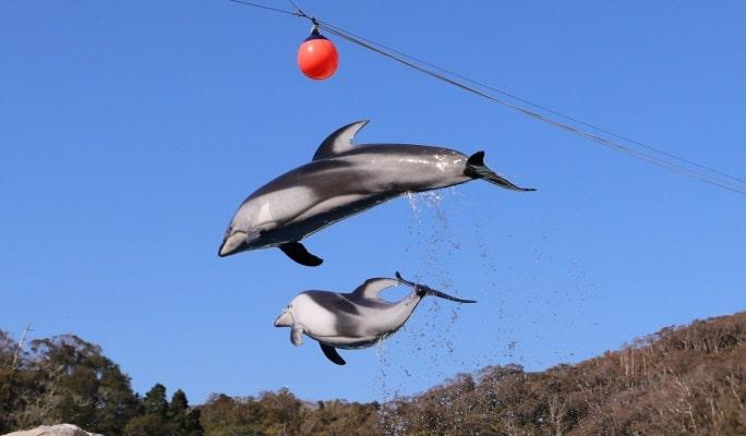 Shimoda Underwater Aquarium Ticket - main view