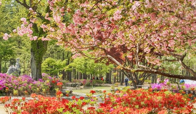 Nami Island + Gangchon Rail Bike + Hyvaa Finland 1 Day Tour - main view