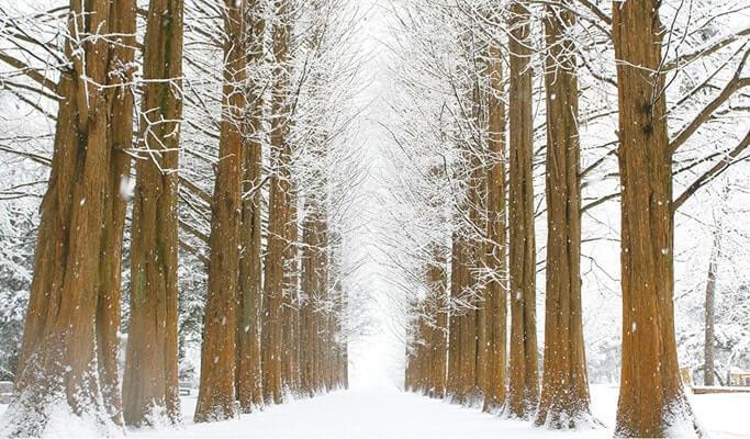 Nami Island or Alpaca World Winter Tour - Departing from Vivaldi Park Ski Resort (Dec 1~Feb 28) - main view