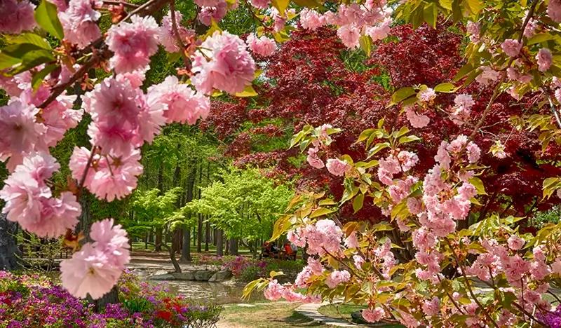 Nami Island Discount Ticket with Round-trip Ferry Ride - main view