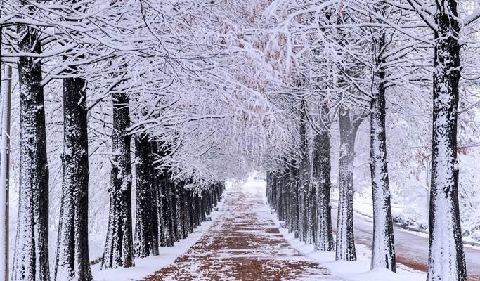 Ski Resort Transfer & Gapyeong Private Tour (Seoul ↔️ Vivaldi/ Elysian Gangchon Ski Resort) - main view