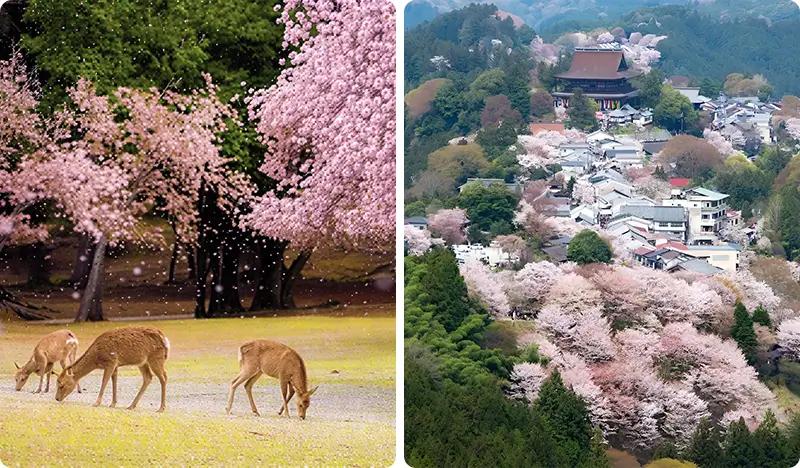 [Spring Special] Nara Park & Mt. Yoshino Cherry Blossom 1 Day Tour from Osaka (Mar 25~Apr 10) - main view