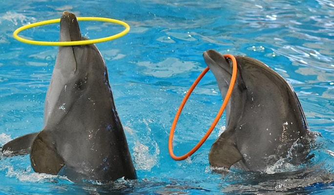 Phuket Dolphins Bay Show Discount Ticket - main view