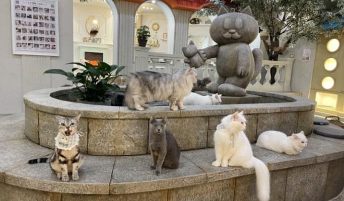 Cat Cafe in Hongdae: Roof Cat Me Discount Ticket - main view