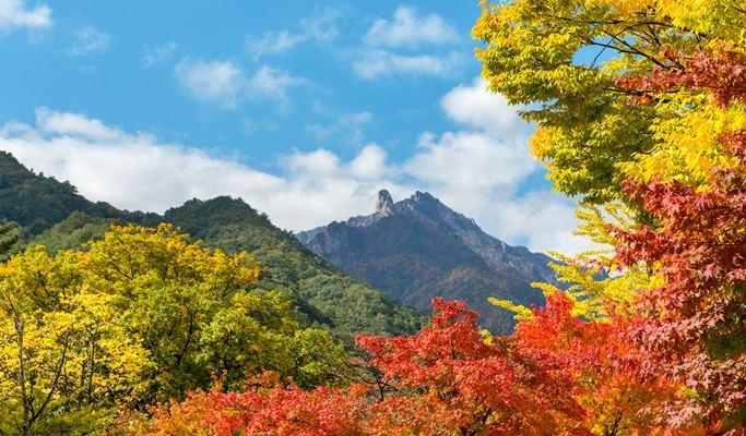 [Fall Special] Private Tour to Nami Island, Suwon, Seoraksan, Naejangsan or Daedunsan National Park - from Seoul (Oct 15~Nov 21) - main view