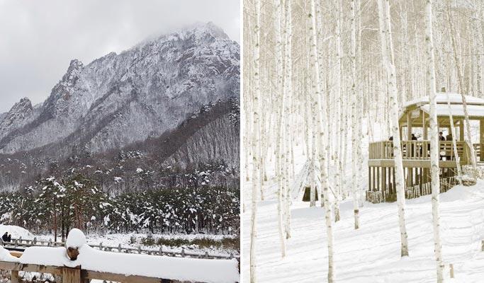 Seoraksan National Park + Wondae-ri Birch Forest 1 Day Tour - From Seoul - main view