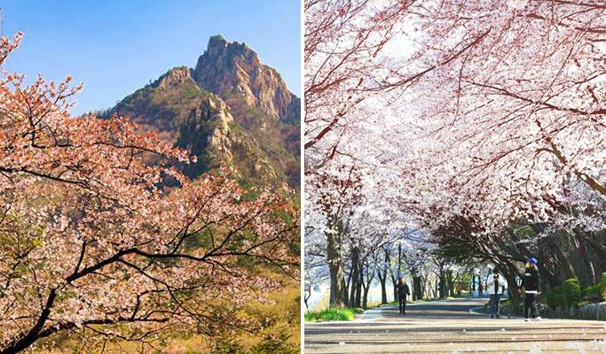 Spring Special: Seoraksan National Park + Lake Cherry Blossom 1 Day Tour - from Seoul (Apr 6~17) - main view