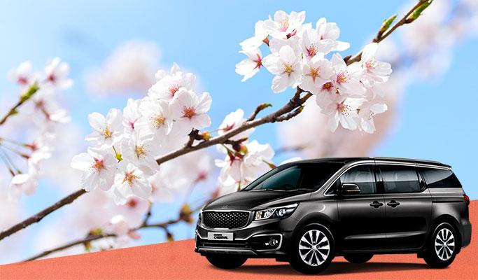 Spring Special: Spring Flower Destinations 1 Day Private Tour - from Seoul (Mar 20~Apr 12) - main view