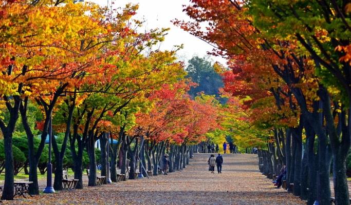 [Autumn Foliage] Ulsan Marronnier Park & Taehwagang National Garden 1 Day Tour - from Busan (Nov 2~16) - main view