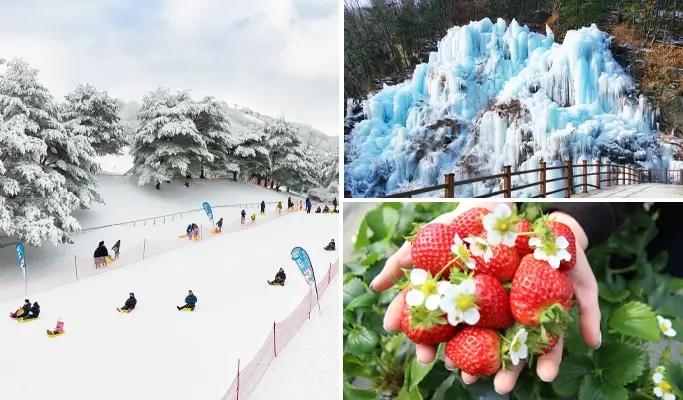 Strawberry Picking + Vivaldi Park Snowy Land Snow Sled + Eobi Ice Valley 1 Day Tour - from Seoul - main view