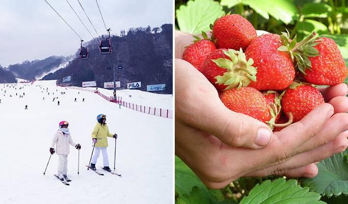 Strawberry Picking & Ski/Snowboard/Snowy Land Tour from Vivaldi Park Ski Resort - main view