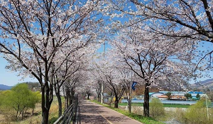 Spring Special: Yangpyeong Galsan Park + Dreamy Camera Cafe + Han River Cruise Tour from Seoul (Mar 30~Apr 16) - main view