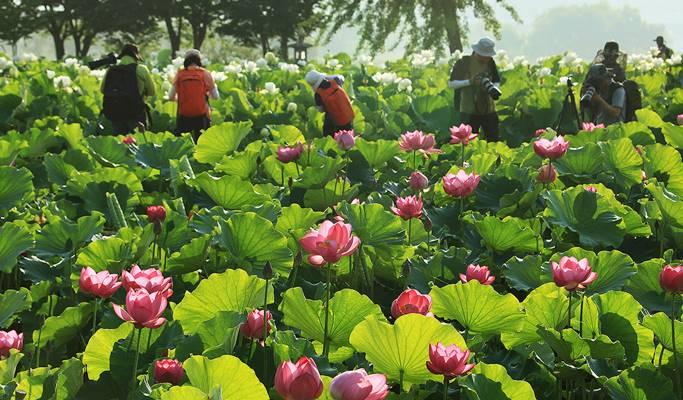 Summer Special: Yangpyeong Lotus Flower Festival + Rail Bike + IU Album Cover Photo Spot Tour (~Aug 17) - main view