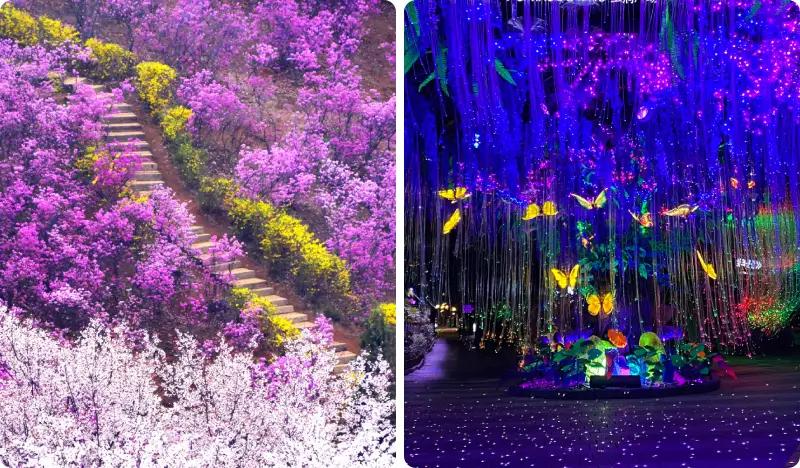 Spring Special: Bucheon Wonmisan Azalea & Cherry Blossom Festival + Gwangmyeong Cave Afternoon Tour - from Seoul (Apr 1~15) - main view
