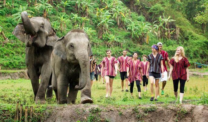 Chiang Mai Elephant Jungle Sanctuary Visit (Half Day / Full Day / Overnight) - main view