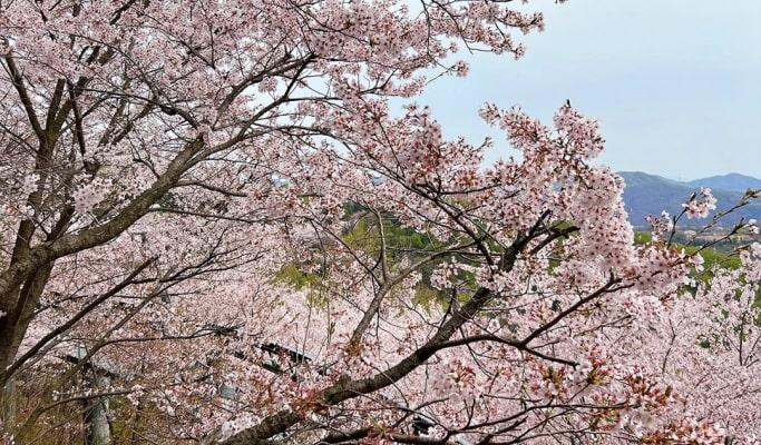 Hwadam Botanic Garden Shuttle Bus & Admission Ticket Package - from Seoul - main view