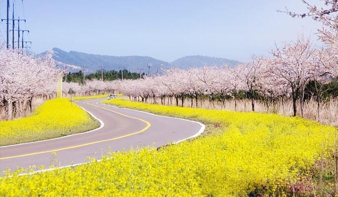 Spring Special: Jeju Cherry Blossom & Canola Flower Package - Flight & Private Tour (+Hotel option) (Mar 20~Apr 10) - main view