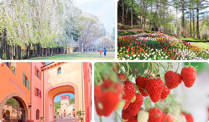 Gapyeong Private Tour From Seoul (+Nami Island) - main view