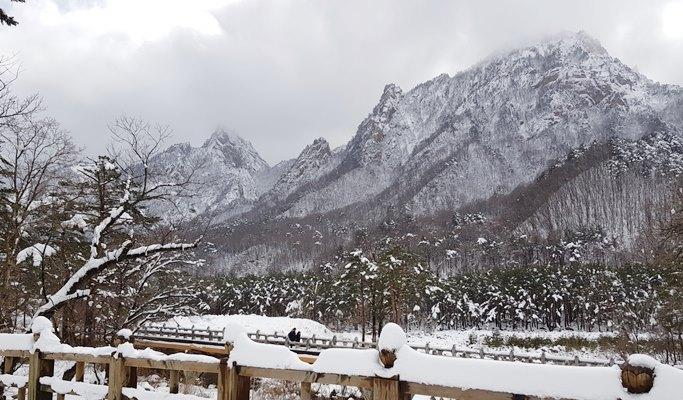 Nami Island & Seoraksan Tour (+ Garden of Morning Calm/ Rail Bike/ Eobi Ice Valley options) - main view