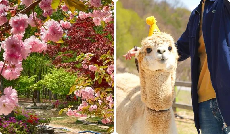 Nami Island & Alpaca World Tour (+ Rail Bike or Petite France options) - main view